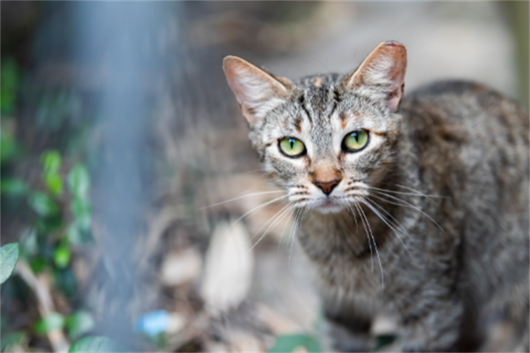 Cat Responsibilities - City of Burnside