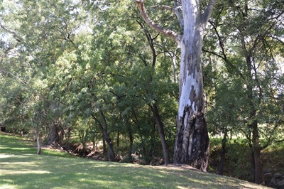 Ash trees in creekline at Hazelwood Park (1).JPG