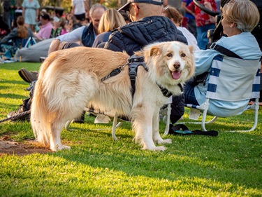 Carols in the Park 2024