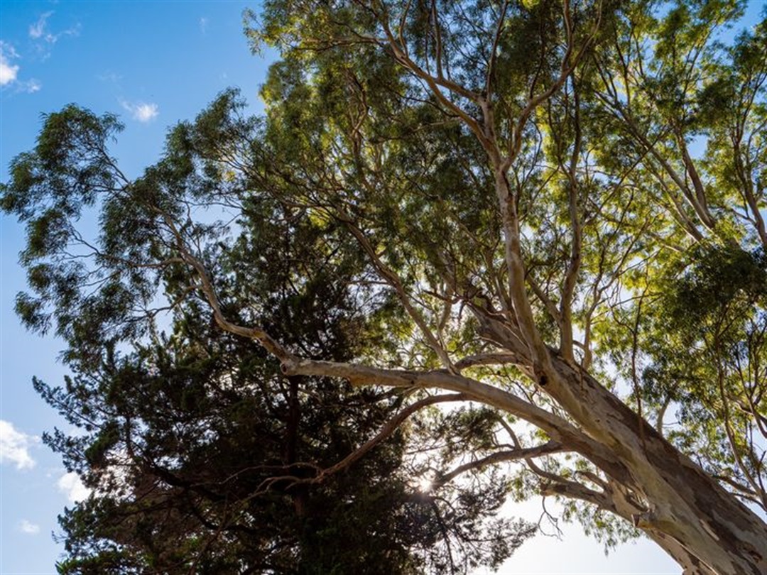 Staying Safe Around Our Trees - City Of Burnside