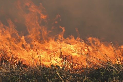 COB GrassBushfire Small.jpg