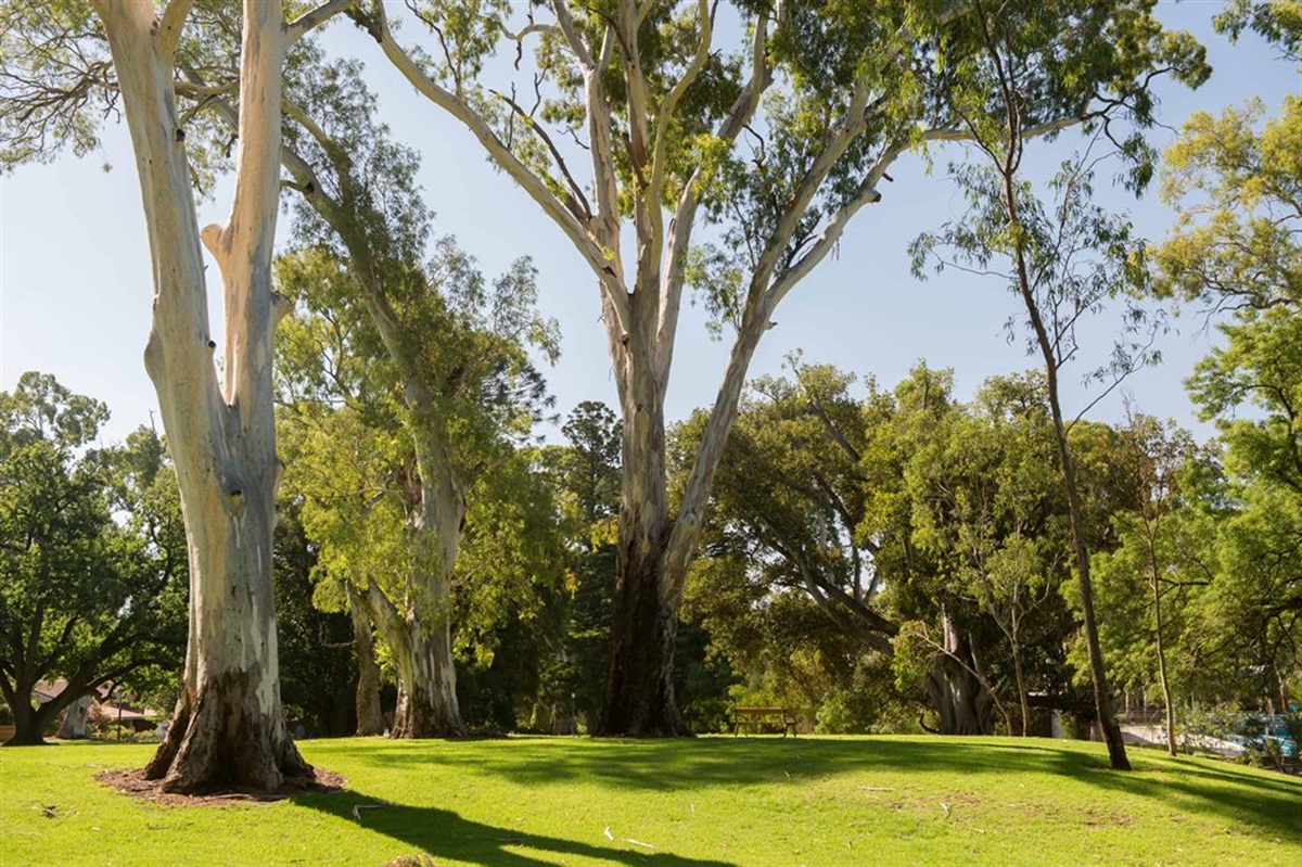 Hazelwood Park Tree Assessment - City of Burnside