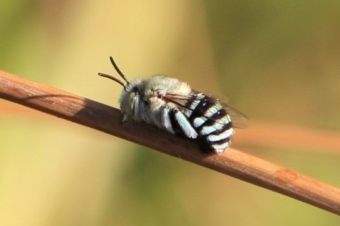 Native blue-banded bee