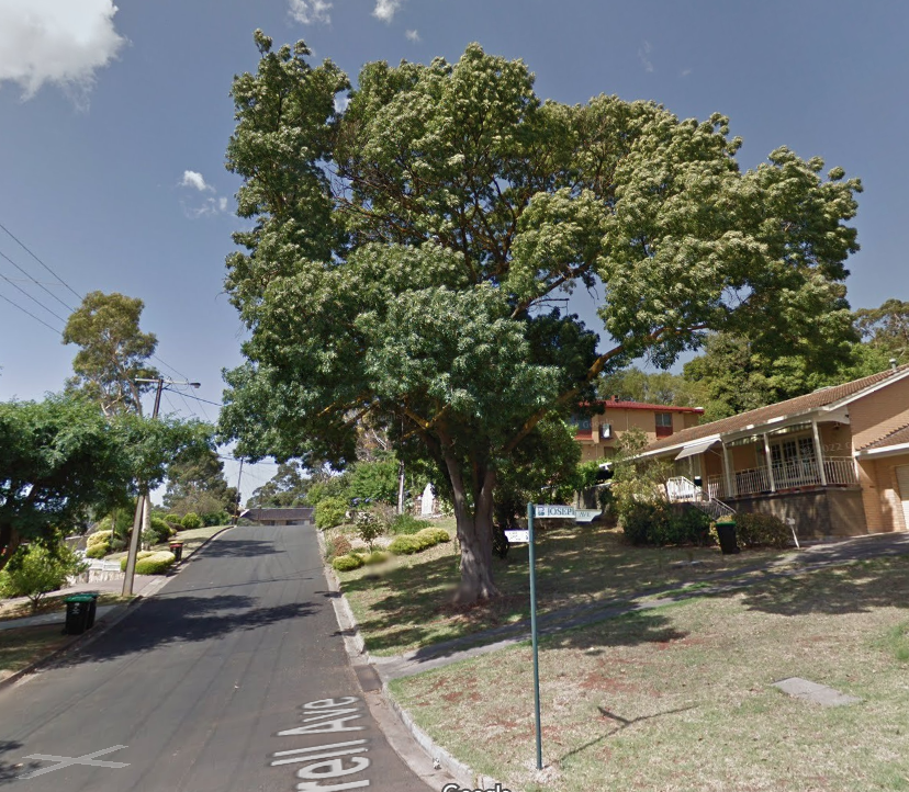 Darrell Ave Wattle park tree.png